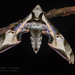 Protambulyx goeldii - Photo (c) Frank Deschandol, all rights reserved, uploaded by Frank Deschandol