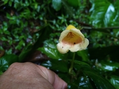 Gasteranthus delphinioides image