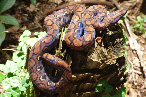 Western Rainbow Boa