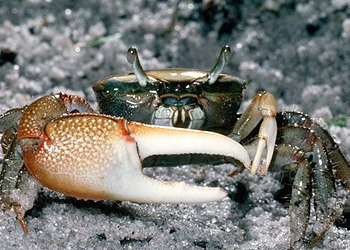 Red-Jointed Fiddler Crab (MatBio: CRABS, SHRIMPS, JELLYFISH, SEA STARS & OTHERS - Matanzas ...