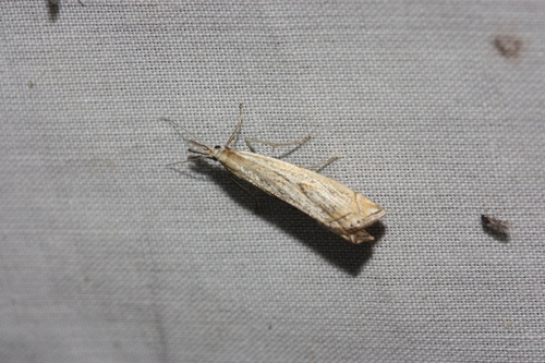 iNaturalist observation photo of Topiary Grass-veneer