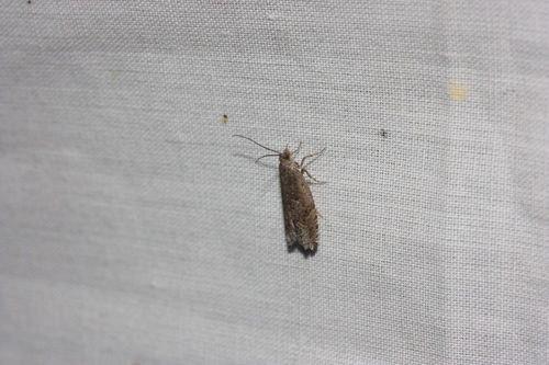 iNaturalist observation photo of Crambid Snout Moths