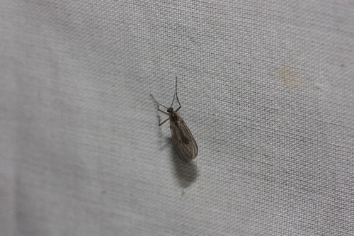 iNaturalist observation photo of Dark-winged Fungus Gnats