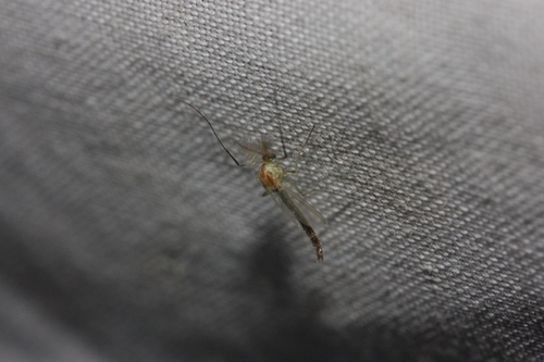 iNaturalist observation photo of Chironomus