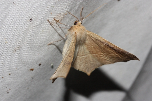 iNaturalist observation photo of Elegant Thorn