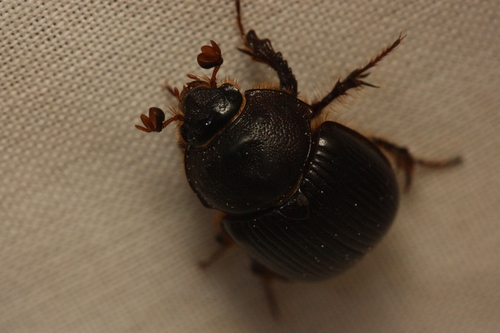 iNaturalist observation photo of Stout Earth-boring Scarab Beetle