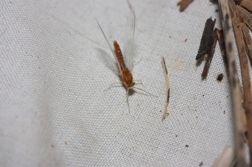 iNaturalist observation photo of Spiny Crawler Mayflies