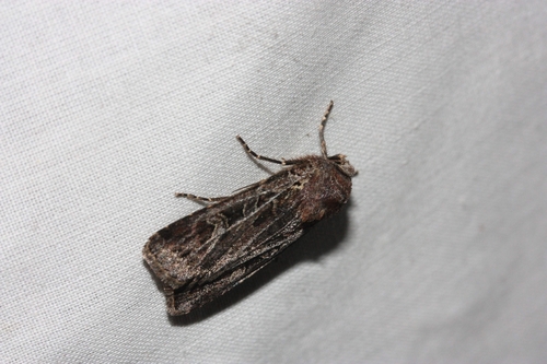 iNaturalist observation photo of Tessellate Dart