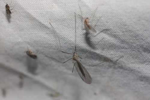 iNaturalist observation photo of Tricyphona