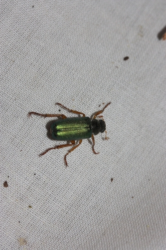 iNaturalist observation photo of Green Rose Chafer