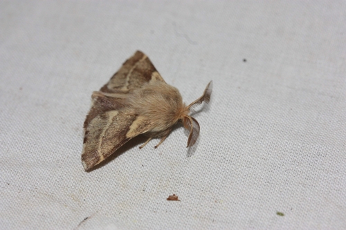 iNaturalist observation photo of Western Tent Caterpillar Moth