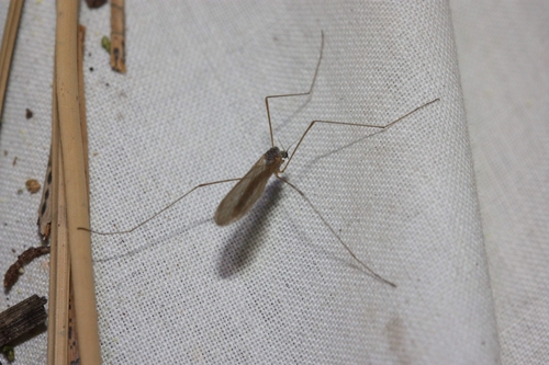 iNaturalist observation photo of Limoniid Crane Flies
