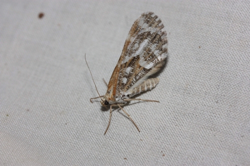 iNaturalist observation photo of Stamnodes marmorata