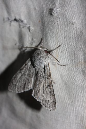 iNaturalist observation photo of Dagger Moths
