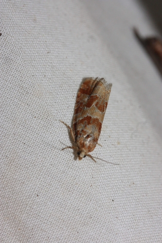 iNaturalist observation photo of Pine Coneborer and Shoot-Borer Moths