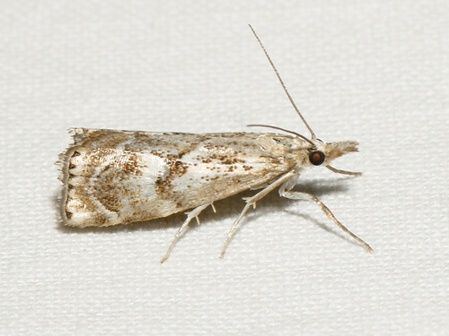 Agriphila biarmicus