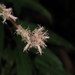 Carex scaposa - Photo (c) 小铖/Smalltown, todos los derechos reservados, subido por 小铖/Smalltown