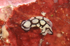 Tubulophilinopsis pilsbryi image