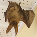 American Big-eared Bats - Photo (c) Rand Rudland, all rights reserved, uploaded by Rand Rudland