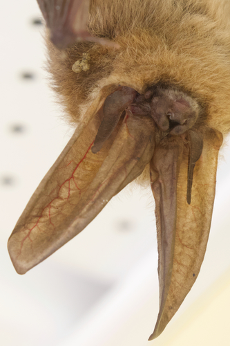 Townsend's Big-eared Bat