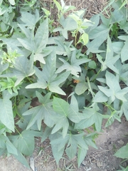 Image of Ipomoea batatas