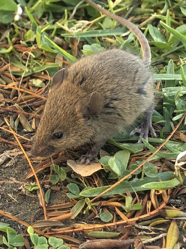 Western Harvest Mouse