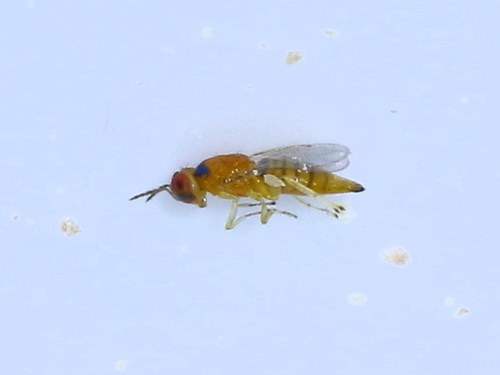 Chrysonotomyia auripunctata