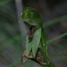 Chocolate-lip Leafy Greenhood - Photo (c) Shawn Ryan, all rights reserved, uploaded by Shawn Ryan