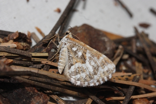 iNaturalist observation photo of Stamnodes marmorata