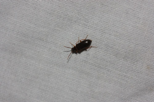 iNaturalist observation photo of Darkling Beetles