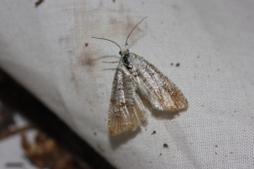 iNaturalist observation photo of Underwing, Tiger, Tussock, and Allied Moths