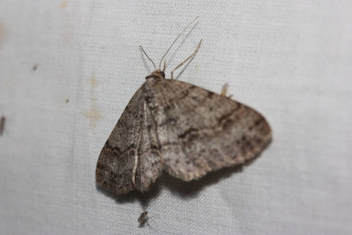 iNaturalist observation photo of Western Carpet