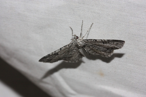 iNaturalist observation photo of Carpet Moths