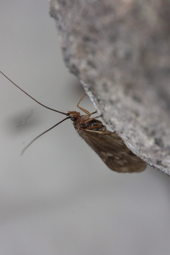 iNaturalist observation photo of Limnephilinae