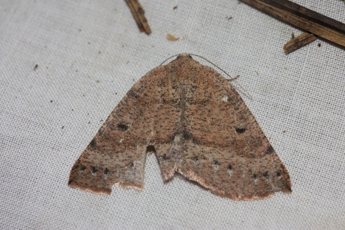 iNaturalist observation photo of Drepanulatrix