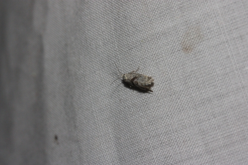 iNaturalist observation photo of Olethreutine Leafroller Moths