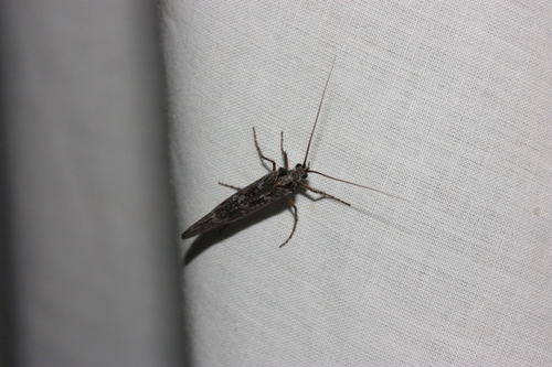 iNaturalist observation photo of Caddisflies