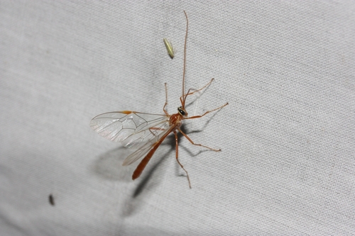 iNaturalist observation photo of Ophion