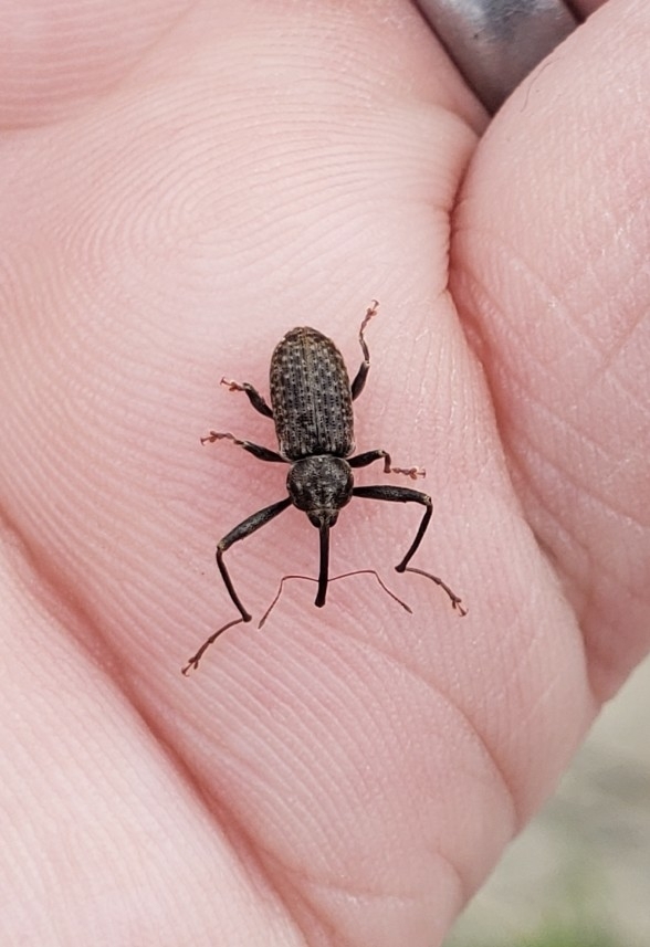 Haplotrinchus Inaequalis Dorytomus inaequalis from Robertson Bridge County Park on February 22 ...