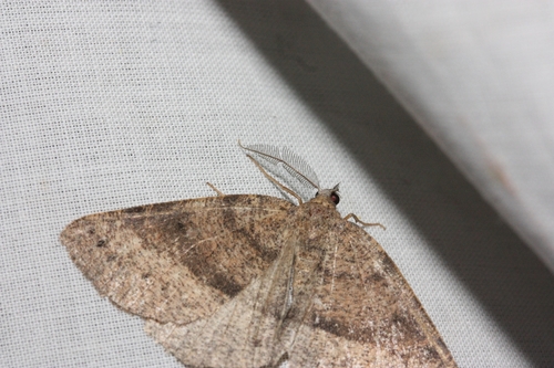 iNaturalist observation photo of Drepanulatrix