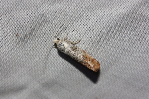 iNaturalist observation photo of Pine Shoot Moths