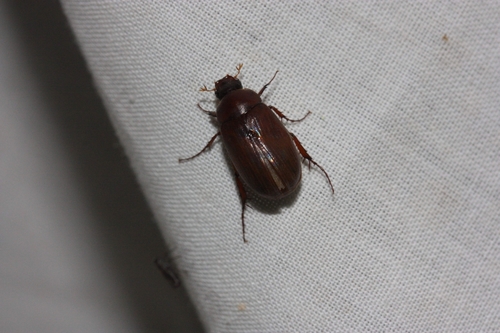 iNaturalist observation photo of Sericini