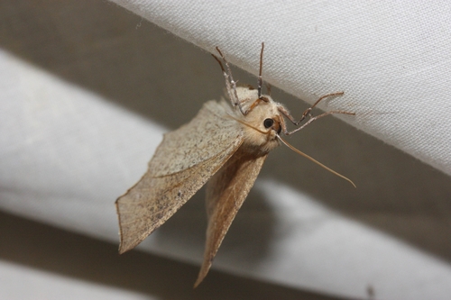 iNaturalist observation photo of Ennominae