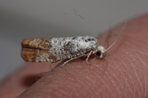 iNaturalist observation photo of Pine Shoot Moths