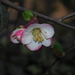Cathay Quince - Photo (c) 小铖/Smalltown, all rights reserved, uploaded by 小铖/Smalltown