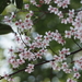 Prunus discoidea - Photo (c) 小铖/Smalltown, all rights reserved, uploaded by 小铖/Smalltown