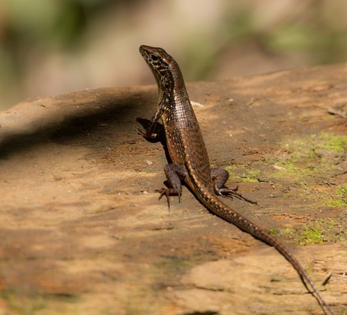 Red-legged Girdled Lizard