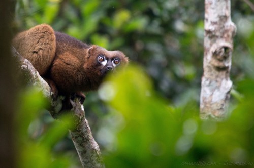 Red-bellied Lemur