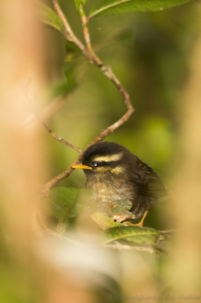 Yellowbrowed Oxylabes in November 2012 by Éric Mathieu. Marojejy