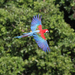 Red-and-green Macaw - Photo (c) Vincent, all rights reserved, uploaded by Vincent